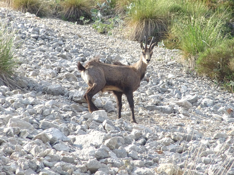 Rupicapra rupicapra.....dal Trentino Alto Adige